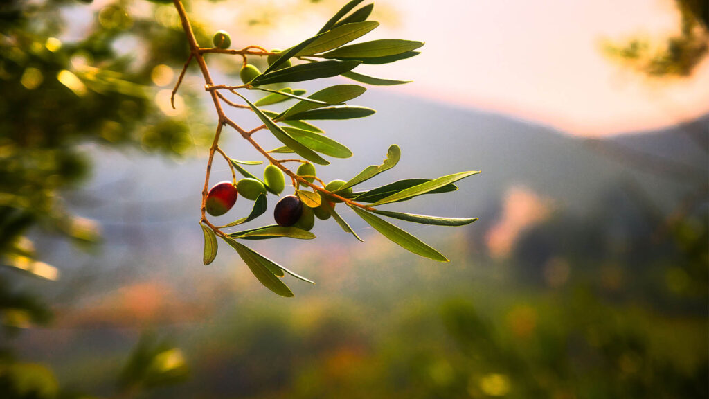 olive tree at dusk - olive oil history